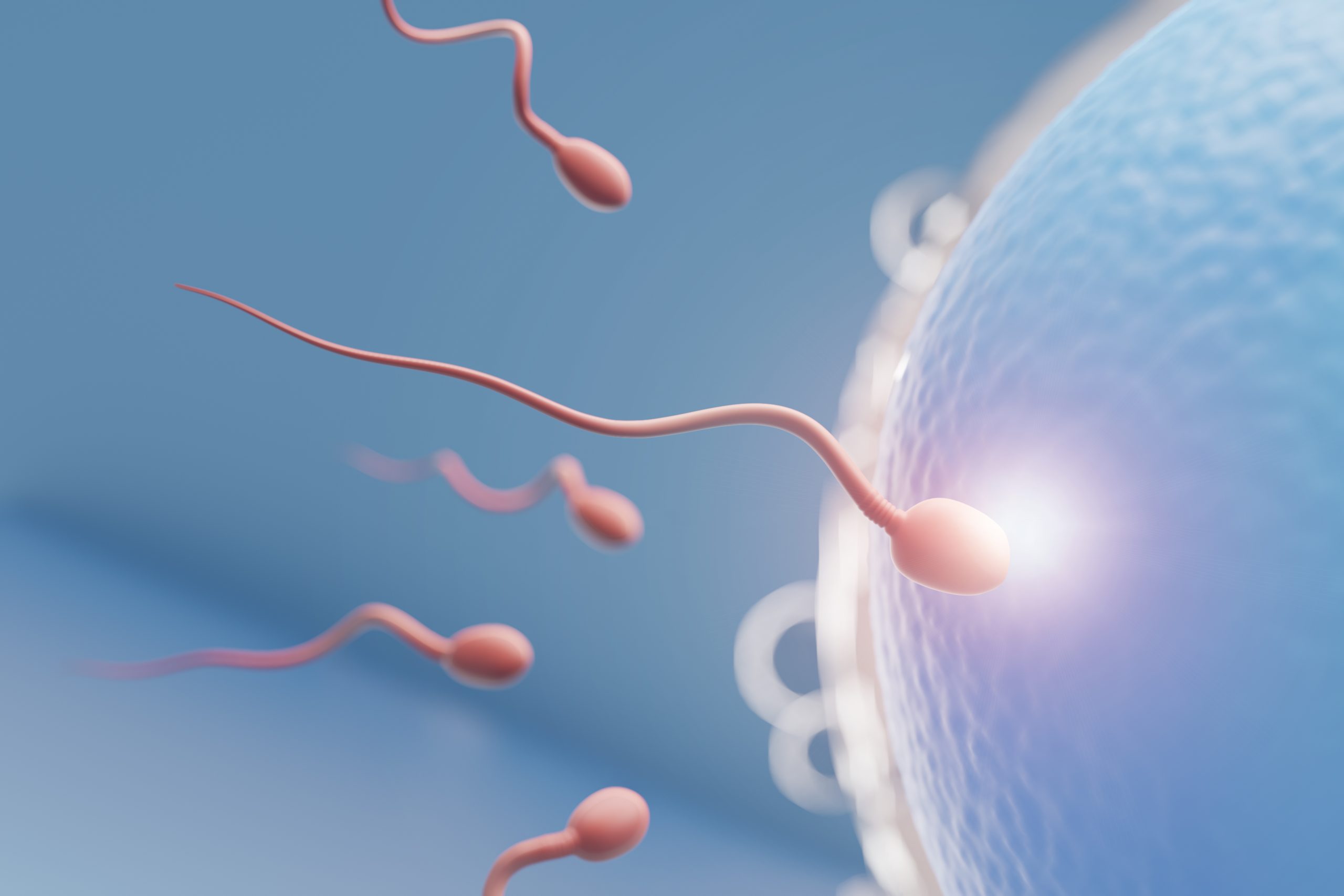 обновление спермы в организме фото 51